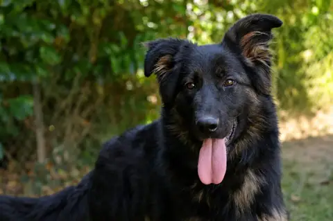 SAPHIRA photo 2