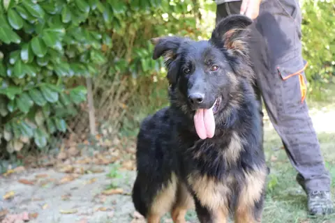 SAPHIRA photo 5
