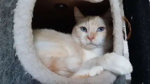 Keyling