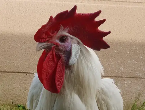 SHERLOCKCOQ CAC