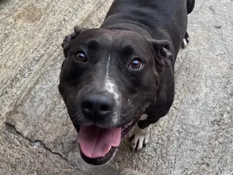 Pepito