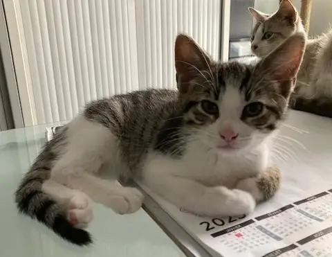 DINOZZO