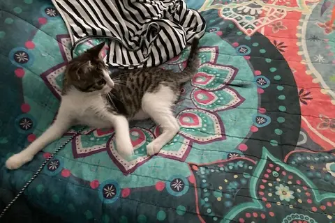 ZIVA
