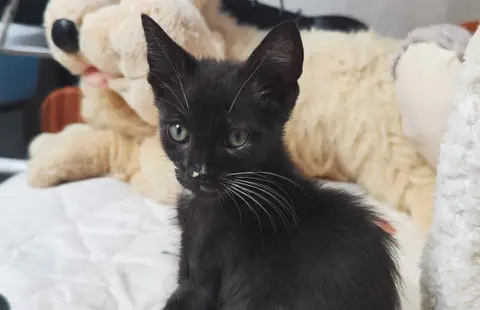 SAHEL (en cours d'adoption)