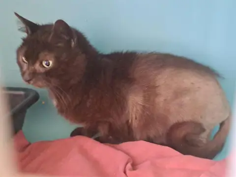 Lila (en cours d'adoption)
