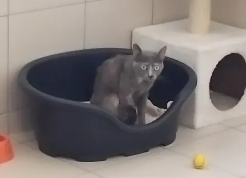 MIMI