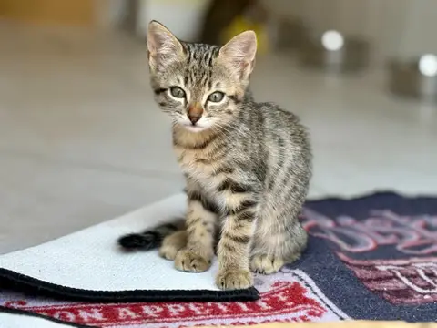 Tora (réservée)