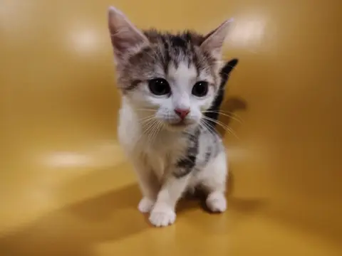 Cookie (réservée)