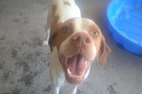 TOBBY photo 2