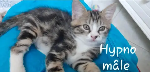 HYPNO