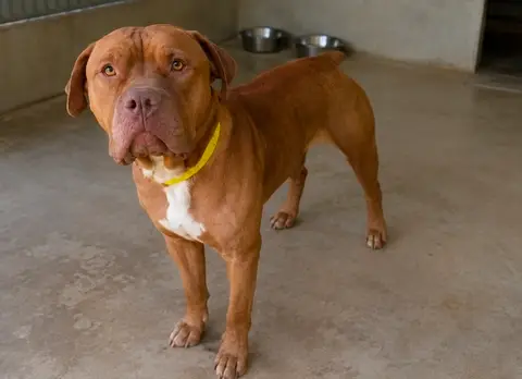 TYSON