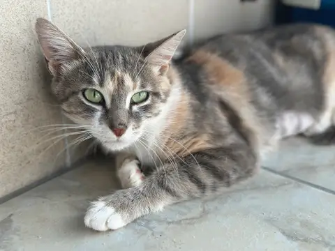 Mélodie