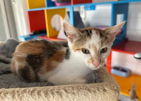Bella