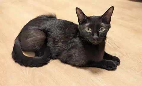 LILITH QCT (j'ai trouvé ma famille) photo 2