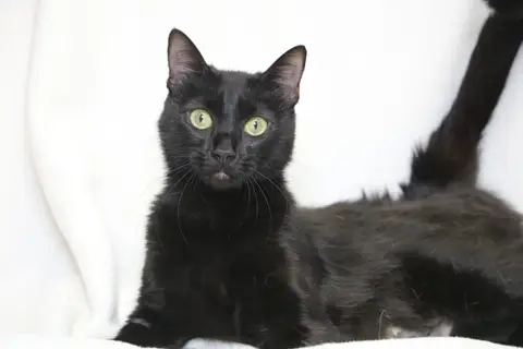 OONA HAB17604