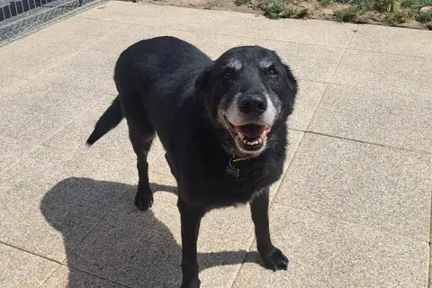Hector