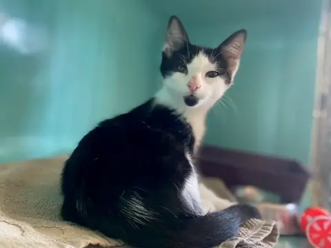 Bambino
