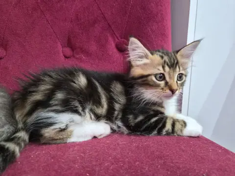 Soky
