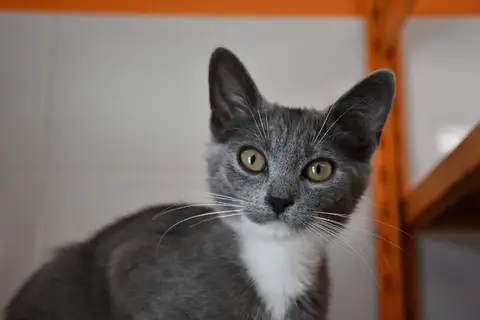 Bijoux (en cours d'adoption)