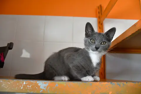 Bijoux (en cours d'adoption) photo 2