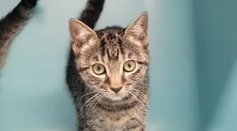 MICKETTE