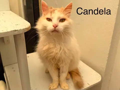 Candela