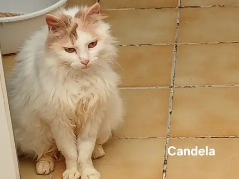 Candela photo 3