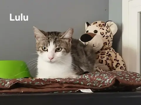 Lulu
