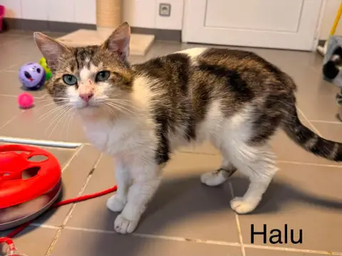 Halu