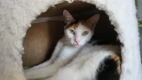SELINA
