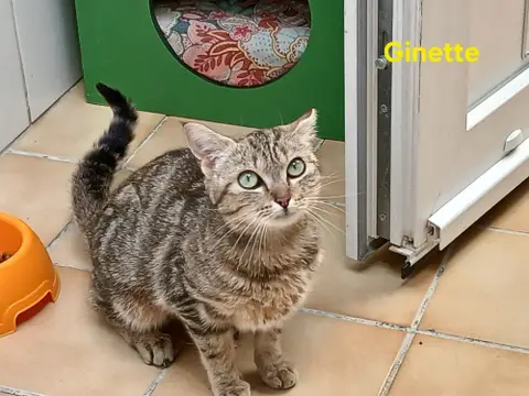 Ginette