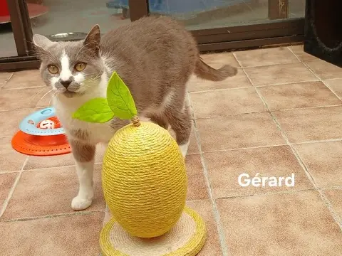 Gérard
