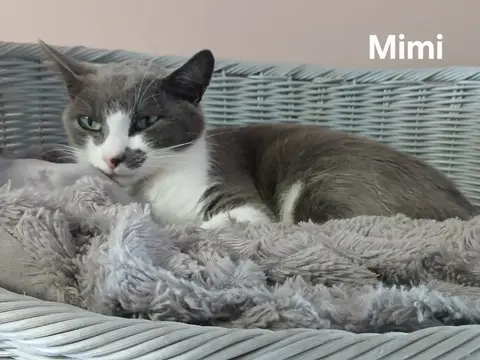 MIMI