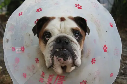 ouldog