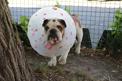 ouldog photo 2