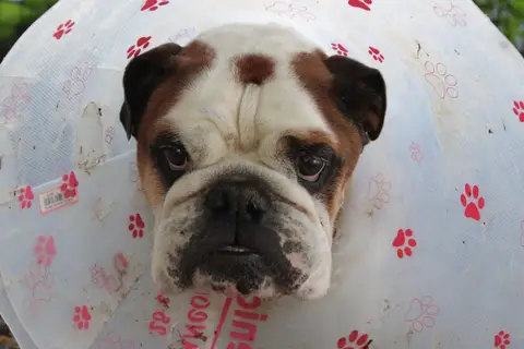 ouldog photo 3