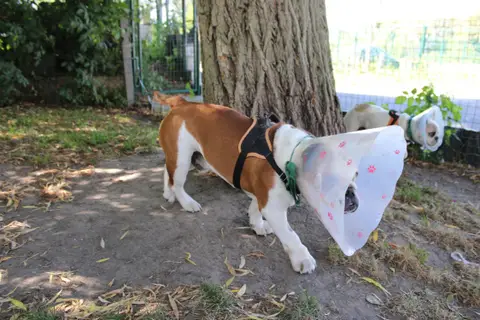 Ouldog photo 4
