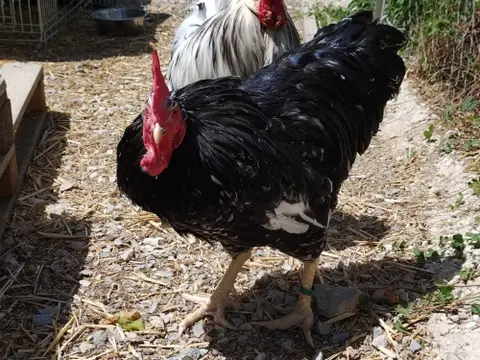 COQNARD
