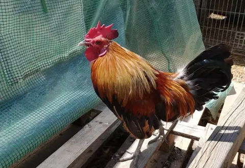 Banzai