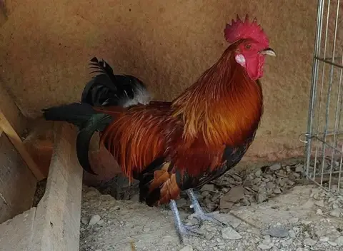 heihei