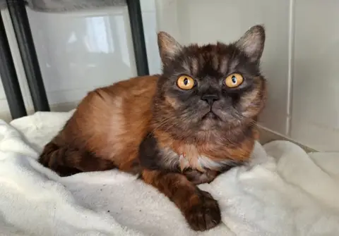 DUCHESSE-CHOUPETTE