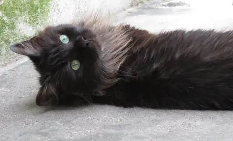 SAKURA photo 4
