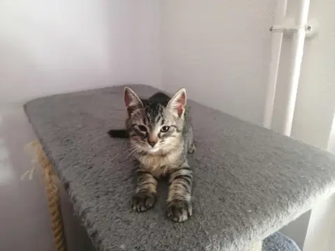 NINA
