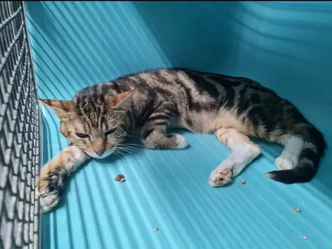 CARAMEL