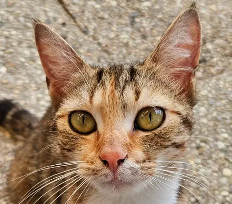 LUA
