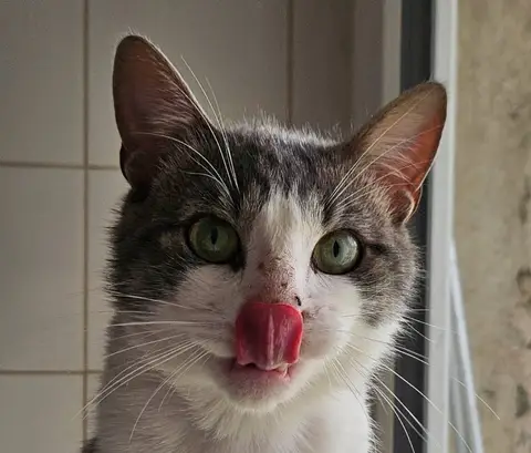 BOLACHA photo 2