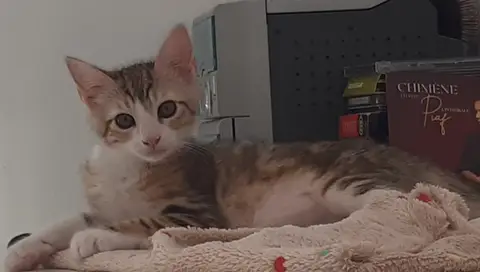 OSCAR
