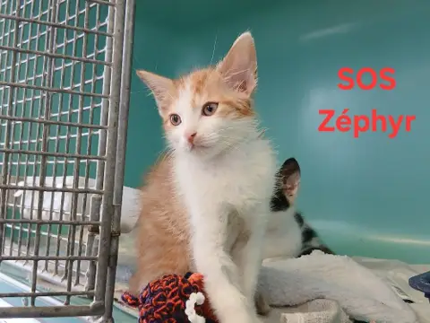 Zéphyr
