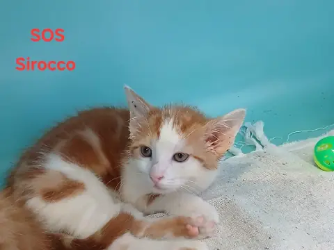 Sirocco