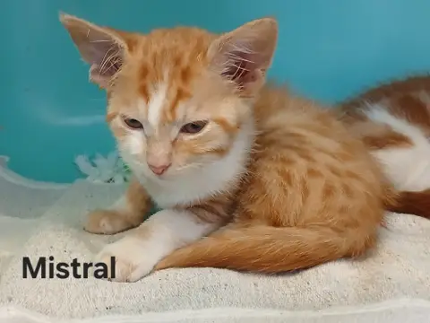 Mistral